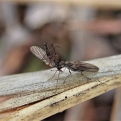 Therevidae (family) at Holt, ACT - 15 Jun 2021