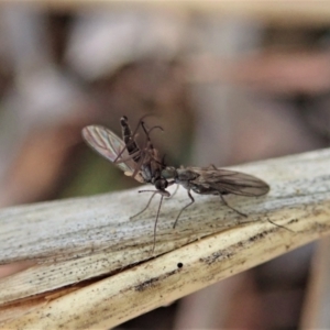 Therevidae (family) at Holt, ACT - 15 Jun 2021