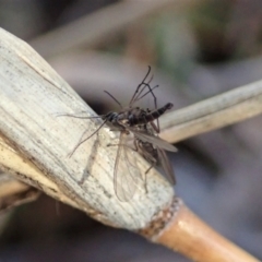 Therevidae (family) at Holt, ACT - 15 Jun 2021