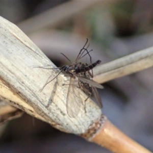 Therevidae (family) at Holt, ACT - 15 Jun 2021