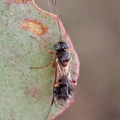 Unidentified Parasitic wasp (numerous families) at Cook, ACT - 11 May 2021 by CathB