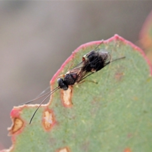 Eupelmidae (family) at Mount Painter - 11 May 2021 04:56 PM