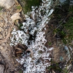 Leucopogon attenuatus (Small-leaved Beard Heath) at Fadden, ACT - 20 Aug 2021 by Liam.m