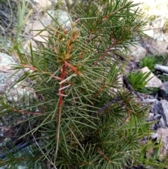 Hakea decurrens (Bushy Needlewood) at Wanniassa Hill - 20 Aug 2021 by Liam.m