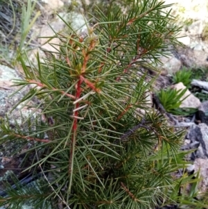 Hakea decurrens at Fadden, ACT - 20 Aug 2021