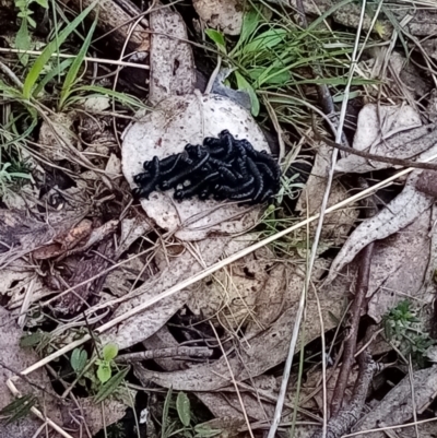 Symphyta (suborder) at Fadden, ACT - 20 Aug 2021 by Liam.m