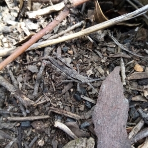 Coryphistes ruricola at Fadden, ACT - 20 Aug 2021 01:26 PM