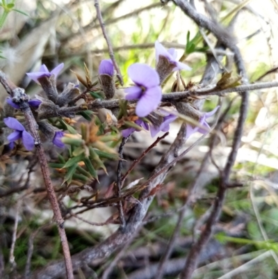 Hovea heterophylla (Common Hovea) at Wanniassa Hill - 20 Aug 2021 by Liam.m