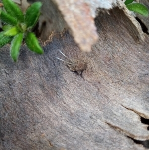 Platybrachys sp. (genus) at Fadden, ACT - 20 Aug 2021 01:27 PM