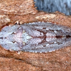 Stenocotis depressa (Leafhopper) at Majura, ACT - 6 Aug 2021 by jb2602