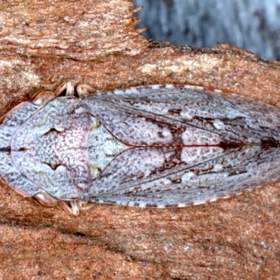 Stenocotis depressa (Leafhopper) at Majura, ACT - 6 Aug 2021 by jb2602