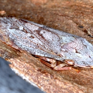 Stenocotis depressa at Majura, ACT - 6 Aug 2021