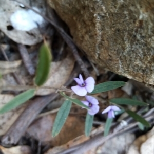 Hovea heterophylla at Fadden, ACT - 20 Aug 2021