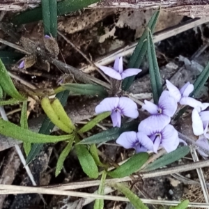 Hovea heterophylla at Fadden, ACT - 20 Aug 2021 01:06 PM