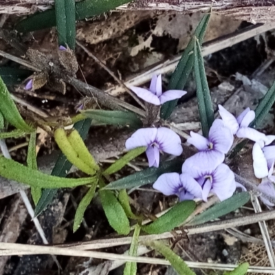 Hovea heterophylla (Common Hovea) at Fadden, ACT - 20 Aug 2021 by Liam.m