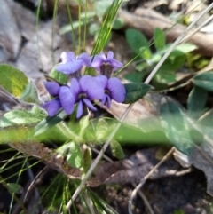 Hovea heterophylla (Common Hovea) at Fadden, ACT - 20 Aug 2021 by Liam.m