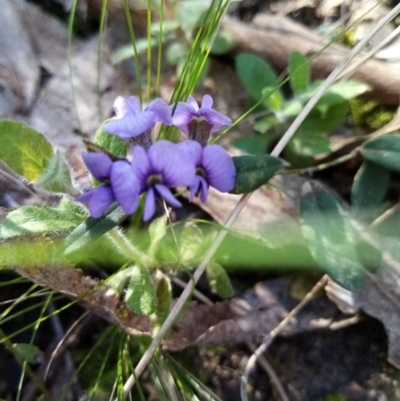 Hovea heterophylla (Common Hovea) at Fadden, ACT - 20 Aug 2021 by Liam.m