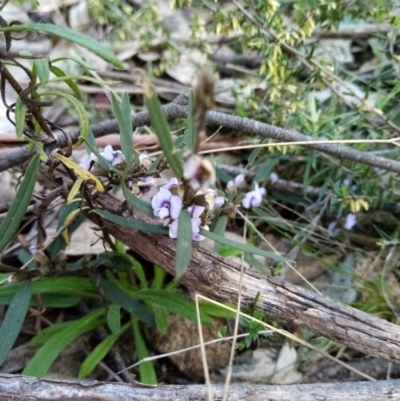 Hovea heterophylla (Common Hovea) at Wanniassa Hill - 20 Aug 2021 by Liam.m