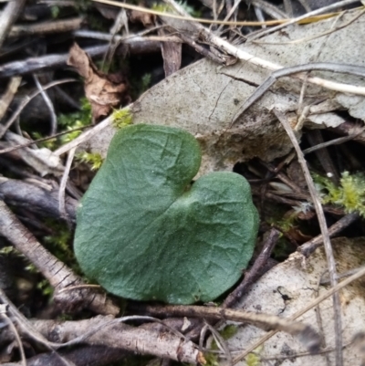 Corysanthes sp. (A Helmet Orchid) at Fadden, ACT - 20 Aug 2021 by Liam.m