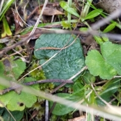 Corysanthes sp. at suppressed - 20 Aug 2021