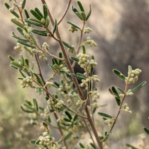 Pomaderris angustifolia at Kambah, ACT - 20 Aug 2021