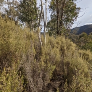 Pomaderris angustifolia at Kambah, ACT - 20 Aug 2021