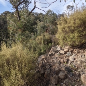 Pomaderris angustifolia at Kambah, ACT - 20 Aug 2021