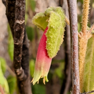 Correa reflexa var. reflexa at Kambah, ACT - 20 Aug 2021