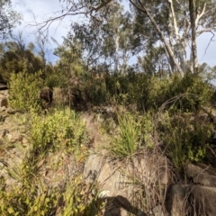 Correa reflexa var. reflexa at Kambah, ACT - 20 Aug 2021