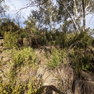 Correa reflexa var. reflexa at Kambah, ACT - 20 Aug 2021