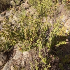 Correa reflexa var. reflexa at Kambah, ACT - 20 Aug 2021 03:47 PM