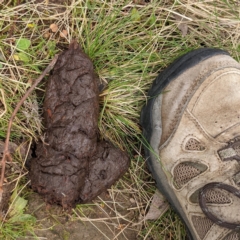 Unidentified Other hoofed mammal at Kambah, ACT - 20 Aug 2021 by HelenCross