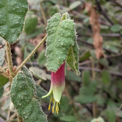 Correa reflexa var. reflexa (Common Correa, Native Fuchsia) at Kambah, ACT - 20 Aug 2021 by HelenCross