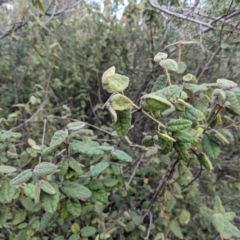 Correa reflexa var. reflexa at Kambah, ACT - 20 Aug 2021