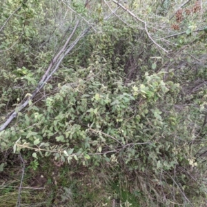 Correa reflexa var. reflexa at Kambah, ACT - 20 Aug 2021 03:03 PM