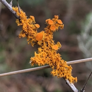 Teloschistes sp. (genus) at Bullen Range - 20 Aug 2021