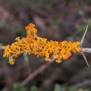 Teloschistes sp. (genus) at Bullen Range - 20 Aug 2021