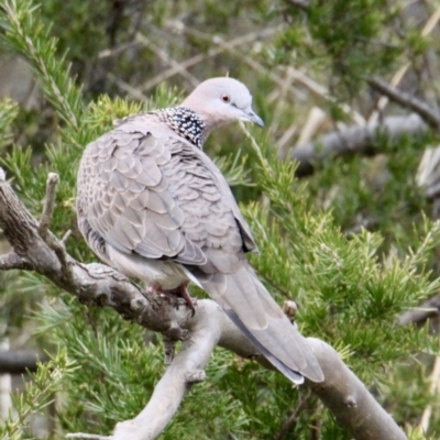 Spilopelia chinensis (Spotted Dove) at Corry's Wood - 20 Aug 2021 by PaulF