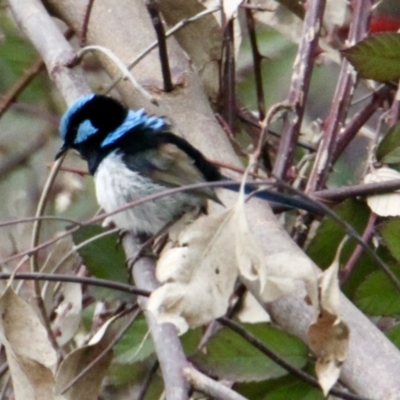 Malurus cyaneus (Superb Fairywren) at Corry's Wood - 20 Aug 2021 by PaulF