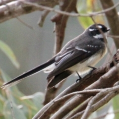 Rhipidura albiscapa (Grey Fantail) at Corry's Wood - 20 Aug 2021 by PaulF