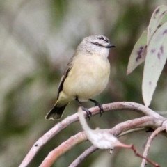 Acanthiza chrysorrhoa (Yellow-rumped Thornbill) at Thurgoona, NSW - 20 Aug 2021 by PaulF