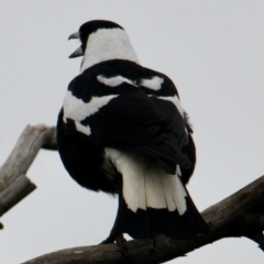 Gymnorhina tibicen (Australian Magpie) at Corry's Wood - 20 Aug 2021 by PaulF