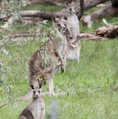 Macropus giganteus (Eastern Grey Kangaroo) at Thurgoona, NSW - 20 Aug 2021 by PaulF