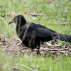 Corcorax melanorhamphos (White-winged Chough) at Corry's Wood - 20 Aug 2021 by PaulF