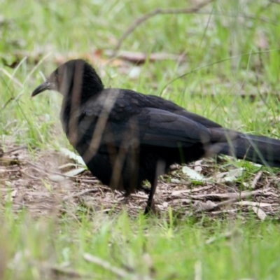 Corcorax melanorhamphos (White-winged Chough) at Corry's Wood - 20 Aug 2021 by PaulF