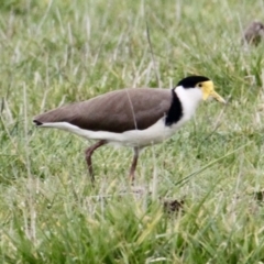 Vanellus miles (Masked Lapwing) at Albury - 20 Aug 2021 by PaulF