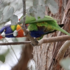 Trichoglossus moluccanus (Rainbow Lorikeet) at Corry's Wood - 20 Aug 2021 by PaulF