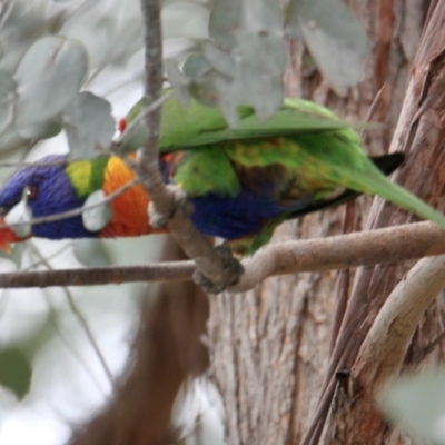 Trichoglossus moluccanus (Rainbow Lorikeet) at Corry's Wood - 20 Aug 2021 by PaulF