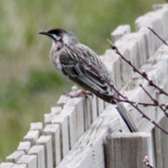 Anthochaera carunculata (Red Wattlebird) at Thurgoona, NSW - 20 Aug 2021 by PaulF