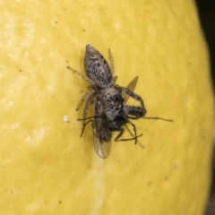 Opisthoncus grassator (Jumping spider) at Higgins, ACT - 21 Jul 2021 by AlisonMilton